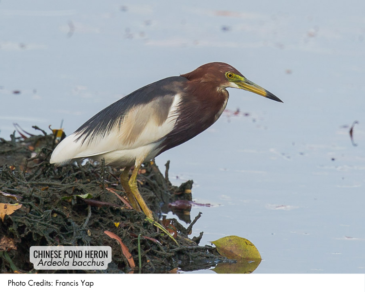 Chinese Pond Heron (Ardeola bacchus)
